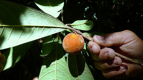 Pouteria macahensis